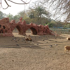 Barbary sheep enclosure, February 2016