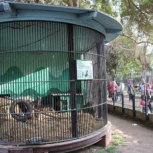 Olive baboon cage, February 2016