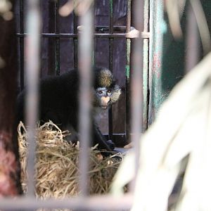 Red-tailed monkey, February 2016