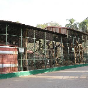 Grivet monkey enclosure, February 2016