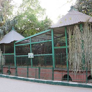 Rhesus macaque enclosure, February 2016