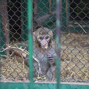 Baby rhesus monkey, February 2016