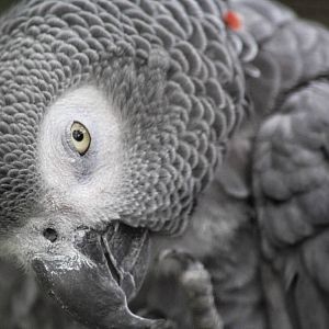 May. 2016 - African Forest: Expedition Congo - African Grey