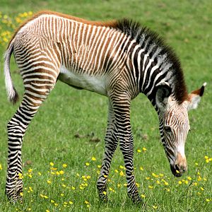 Grevy's zebra foal; Whipsnade; 28th May 2016