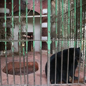 American black bear cage, February 2016