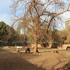 Blue wildebeest paddock, February 2016