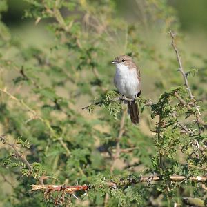 Marico Flycatcher, Moremi Game Reserve, Botswana, 28/04/16