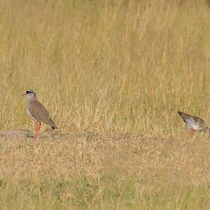 Crowned Lapwings, Moremi Game Reserve, Botswana, 28/04/16