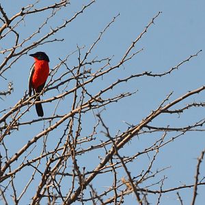 Crimson-breasted Shrike, Moremi Game Reserve, Botswana, 28/04/16