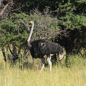 Common Ostrich, Moremi Game Reserve, Botswana, 28/04/16