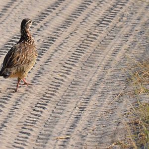 Crested Francolin, Moremi Game Reserve, Botswana, 28/04/16
