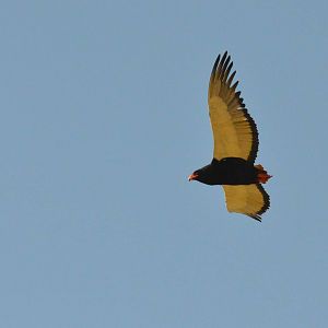 Bateleur, Moremi Game Reserve, Botswana, 28/04/16
