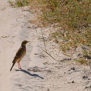 African Pipit, Moremi Game Reserve, Botswana, 28/04/16