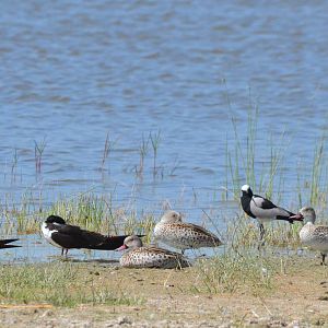Cape Teal, Blacksmith Lapwing and African Skimmers, Moremi Game Reserve, Bo