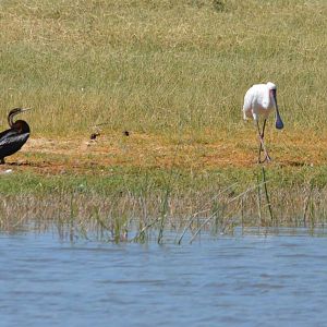 African Darter and African Spoonbill, Moremi Game Reserve, Botswana, 28/04/
