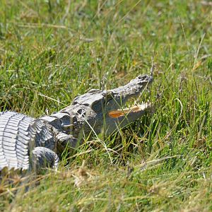 Nile Crocodile, Moremi Game Reserve, Botswana, 28/04/16