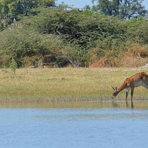 Red Lechwe, Moremi Game Reserve, Botswana, 28/04/16