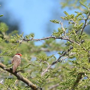 Common Waxbill, Moremi Game Reserve, Botswana, 28/04/16