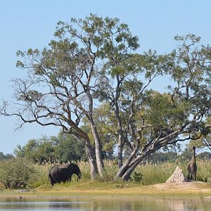 African Bush Elephant, Southern Giraffe, Nile Crocodile and Others, Moremi