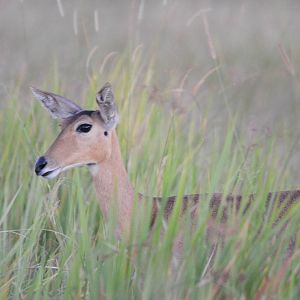 Southern Reedbuck, Moremi Game Reserve, Botswana, 28/04/16