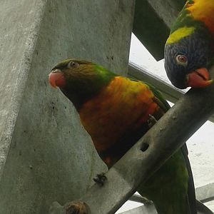 Rainbow Lorikeets
