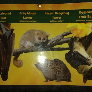 Nocturnal mixed exhibit