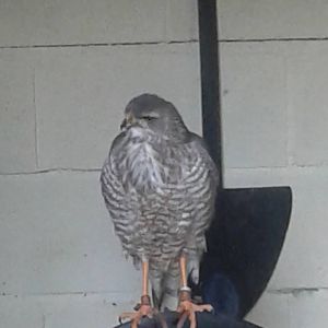 Pale Chanting Goshawk