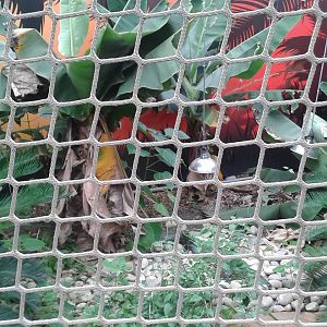 View of new Morelet`s Crocodile enclosure