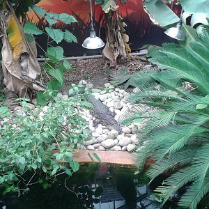 View of new Morelet`s Crocodile enclosure