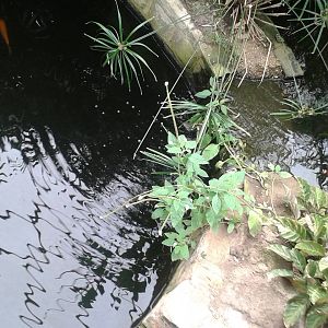 View of Koi pools