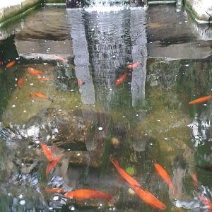 Axolotl and Swordtail exhibit