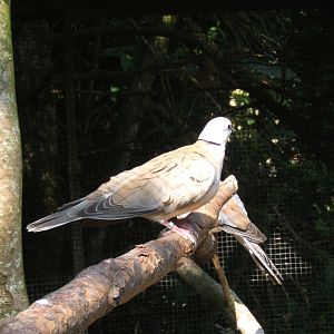 Barbary Dove