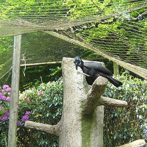 Abyssinian Ground Hornbill