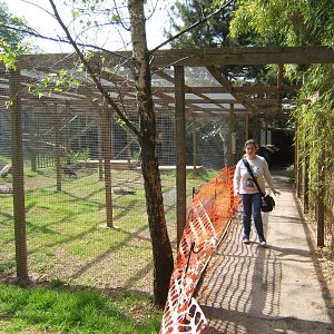 Avairy construction work