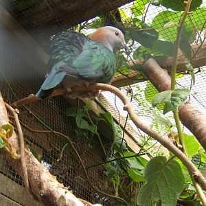 Chesnut-naped Imperial Pigeon (Ducula aenea paulina)