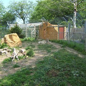 View of European Wolf