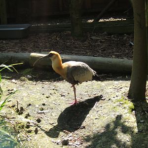 Buff-necked Ibis