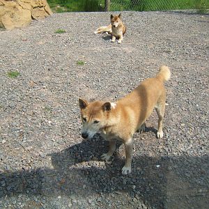 New Guinea Singing Dogs