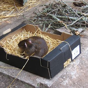 Central American Agouti