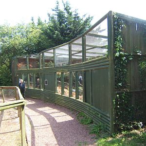Raccoon Dog enclosure