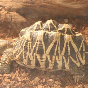 Geochelone platynota