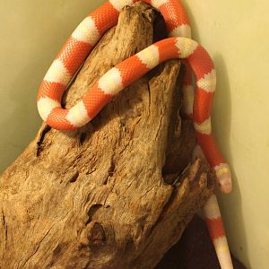 Lampropeltis triangulum nelsoni