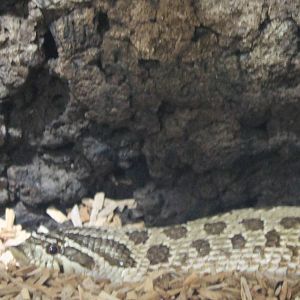 Hook-nose Heterodon nasicus