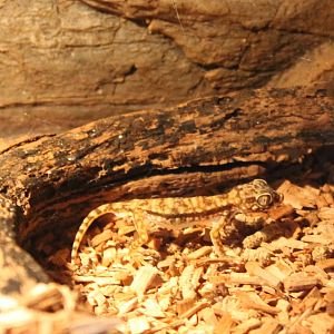 Stenodactylus petrii