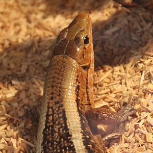 Zonosaurus laticaudatus