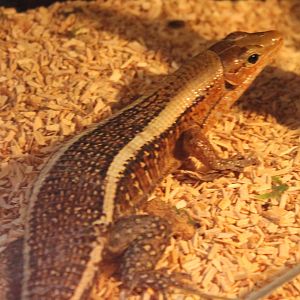 Zonosaurus laticaudatus