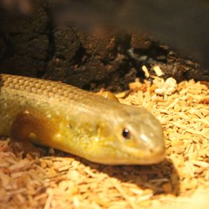 Egernia frerei