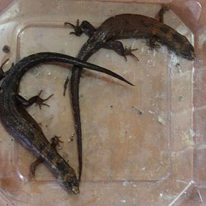 Waterskinks