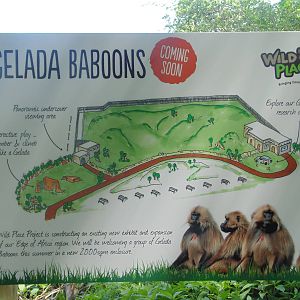 Gelada Exhibit Plans