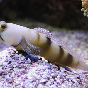 Yellow Watchman Goby